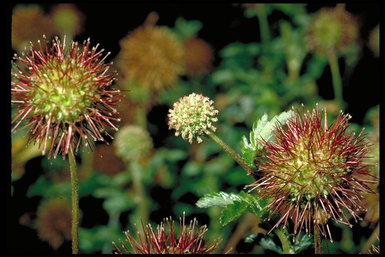 Ацена новозеландская