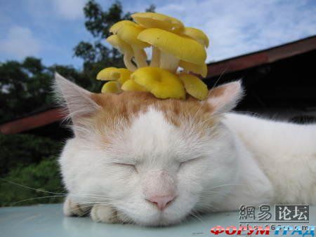 Кот, который любит поспать