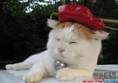 Кот, который любит поспать