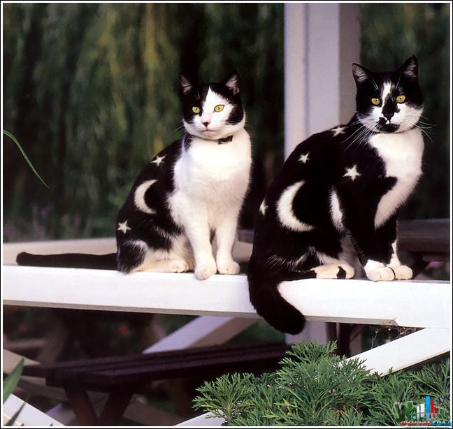 кошки-расскрасски