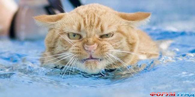 Забавные кошки