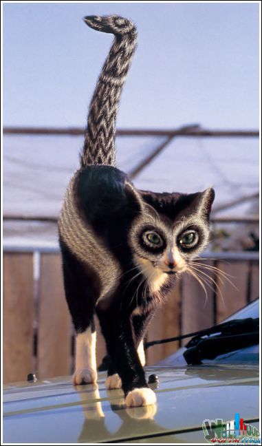 кошки-расскрасски