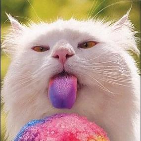 Забавные кошки