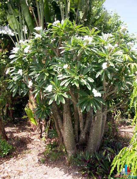 Пахиподиум в природе