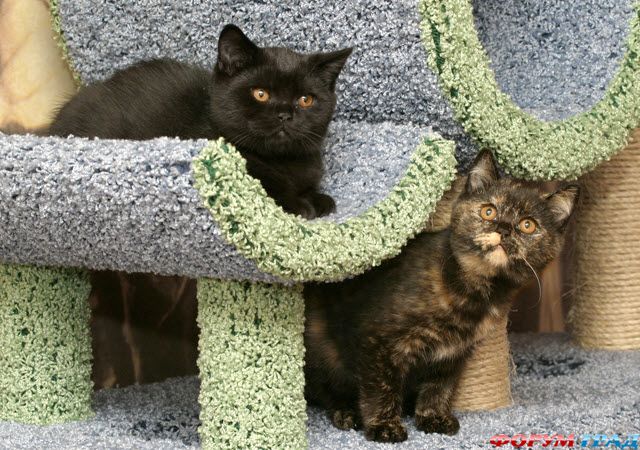 Британские котята