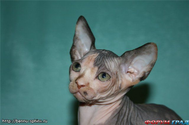 Канадский сфинкс