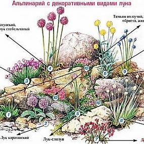 Примеры рокариев эскизы с описанием - 98 фото