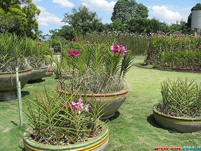 Сад орхидей в Куала Лампуре