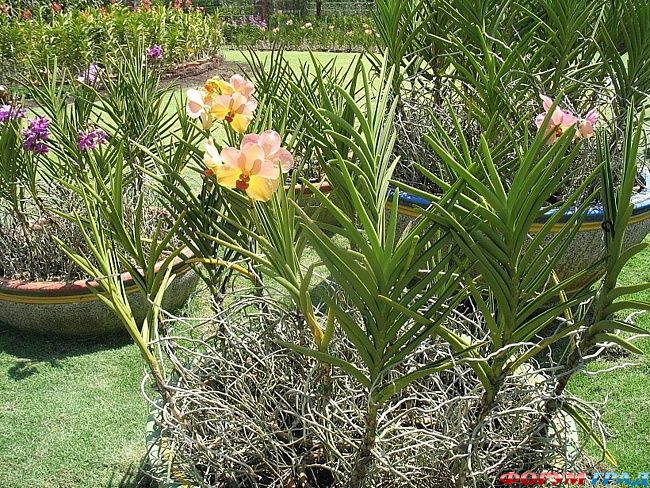 сад орхидей