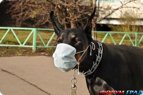 Мес в маске