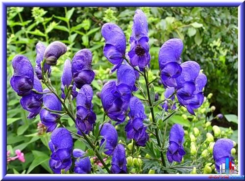 Аконит клобучковый