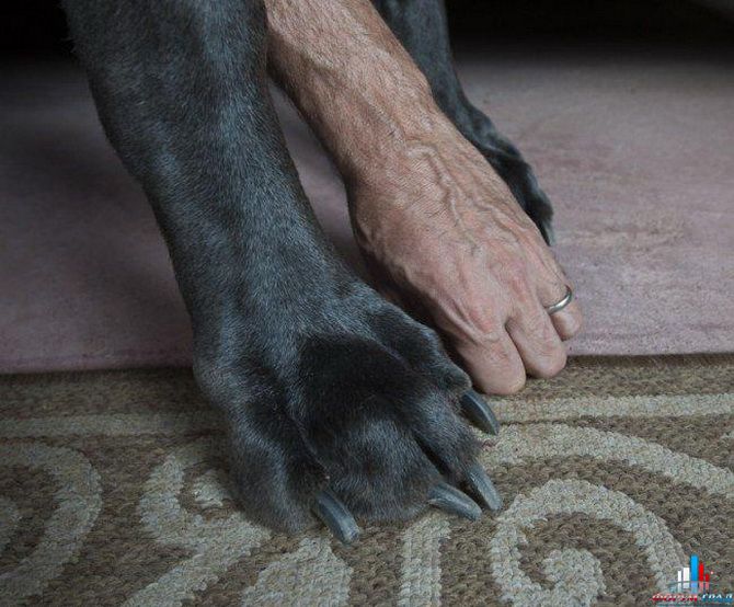 Самый крупный пес в мире