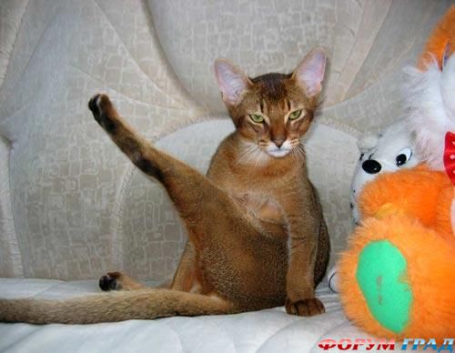 о кошках с улыбкой