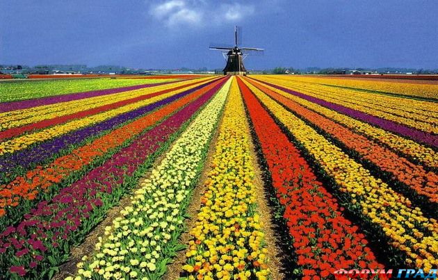 цветы Голландии