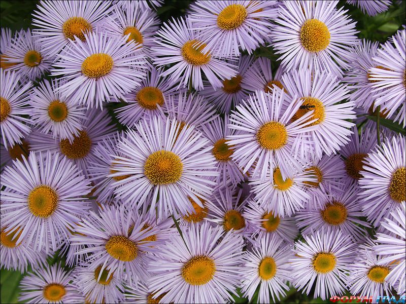 мелколепестник