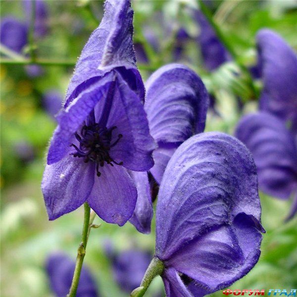 Aconitum