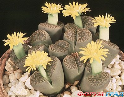 1-lithops-hookeri-v-margina-1 