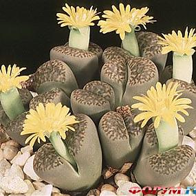 1-lithops-hookeri-v-margina-1 