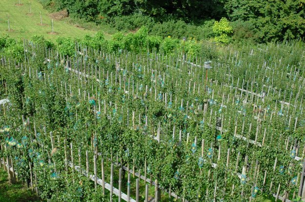 фрукты в бутылке