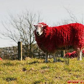 Овца с красной шерстью