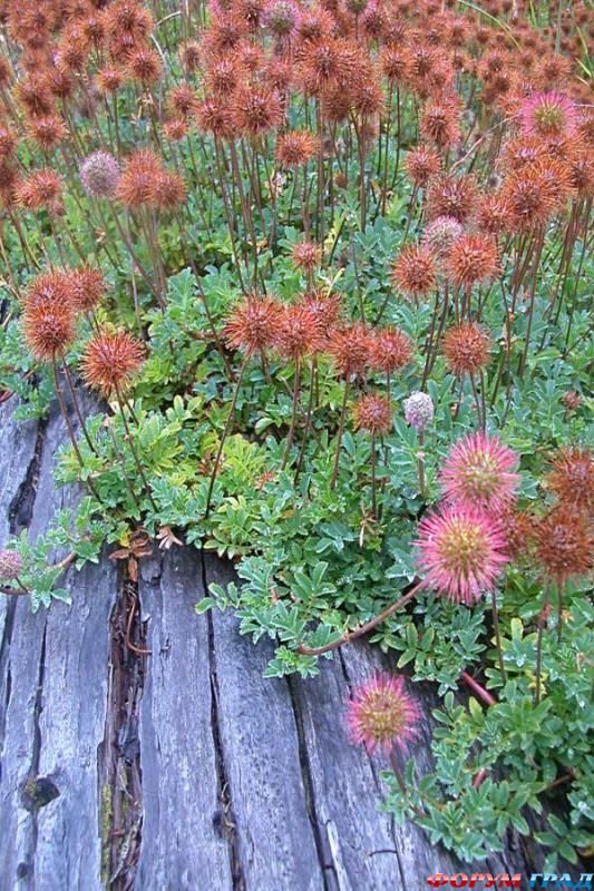 Ацена магеланика