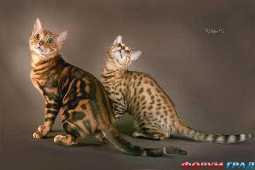 бенгальская кошка