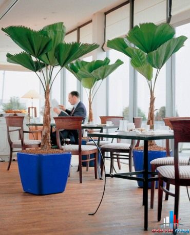 Ликуала пальма