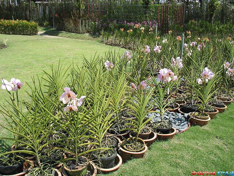 сад орхидей