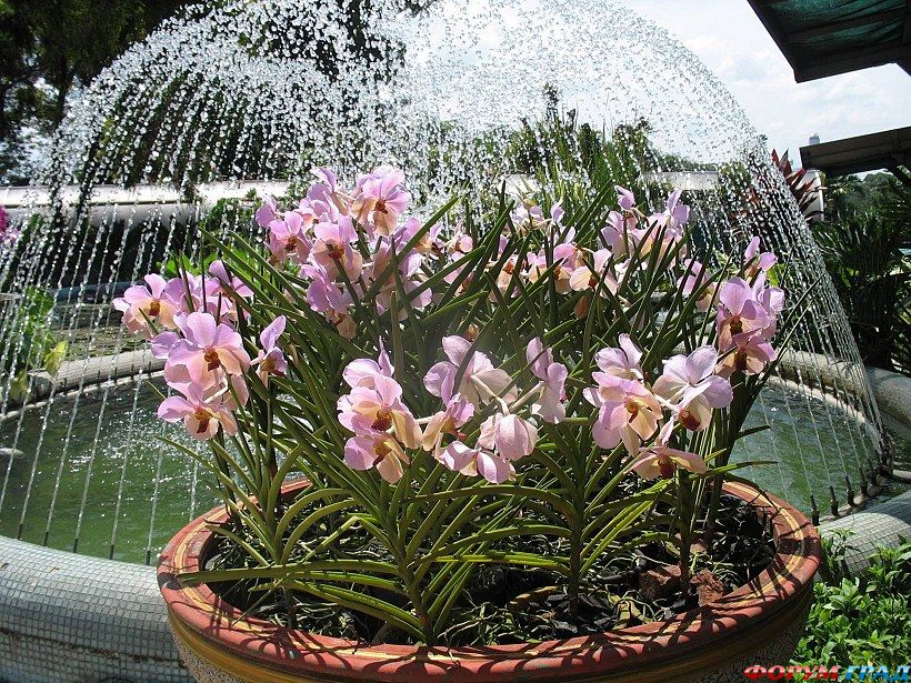 сад орхидей