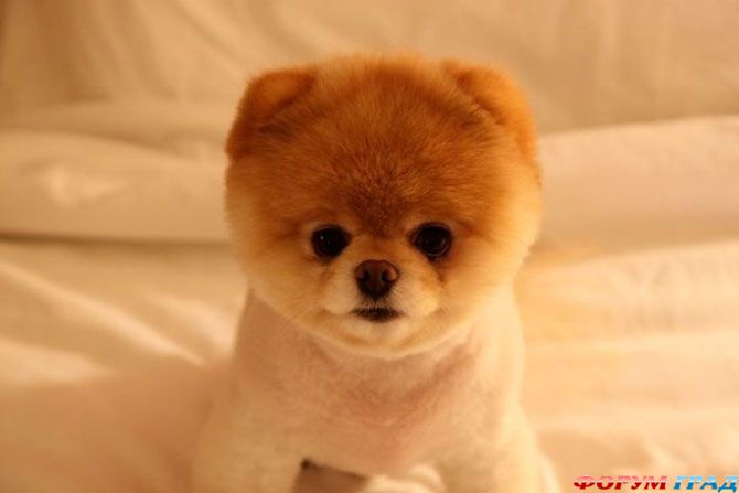 Пес Бу звезда твиттера