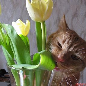 Кошка и тюльпан