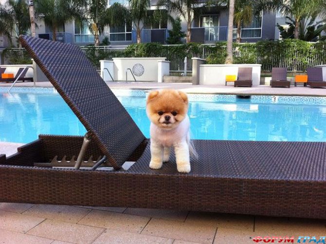 Пес Бу звезда твиттера