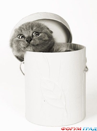 Забавные кошки