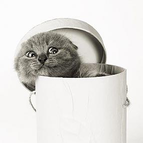 Забавные кошки