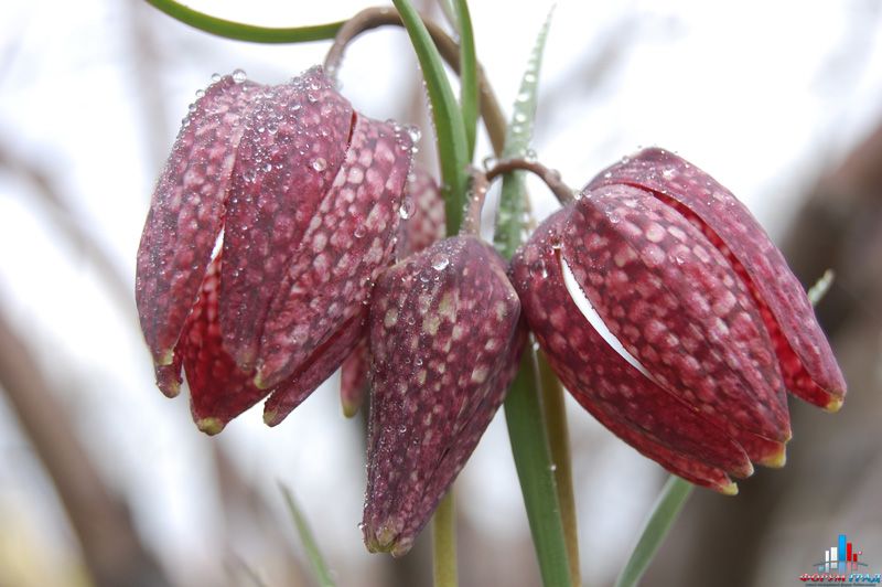 Рябчик шахматный