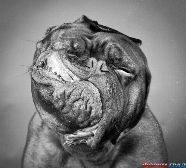 питомцы отряхиваются