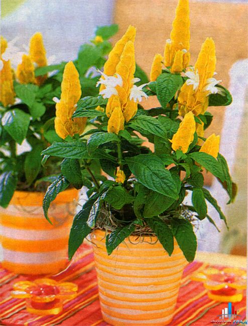 Гладиолус трехцветковый – элегантный цветочный кустик.