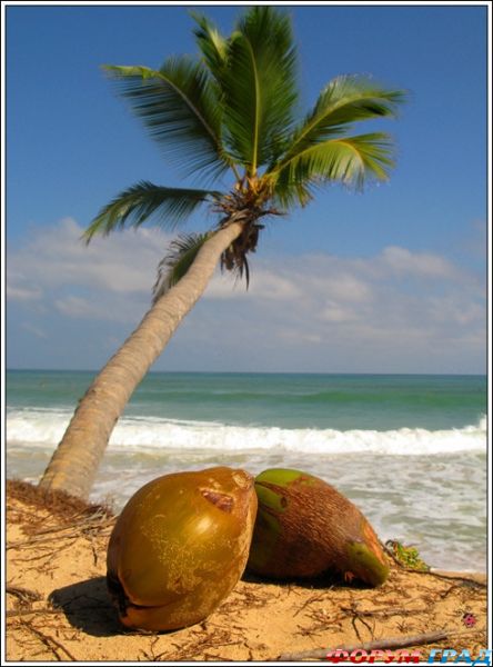 кокосовая пальма