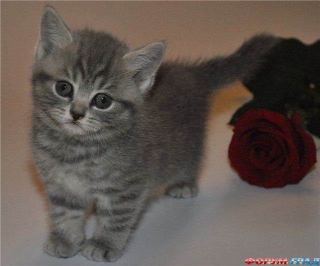 Британские котята