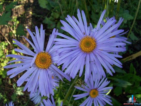 Астра голубоватая