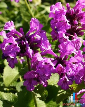 Буквица крупноцветковая