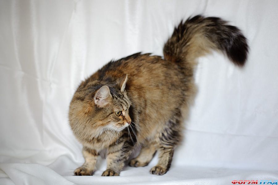 Тася-сибирячка