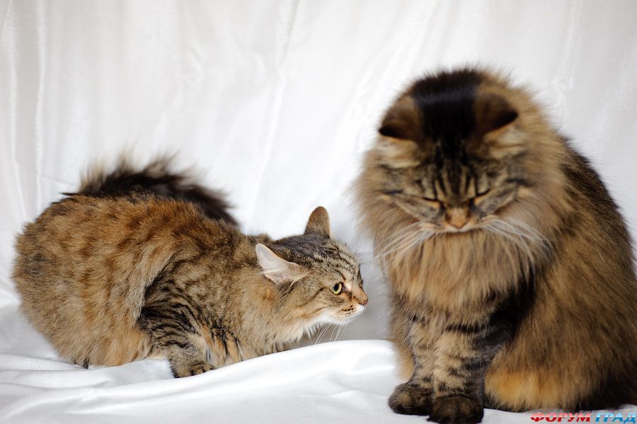 Тася-сибирячка