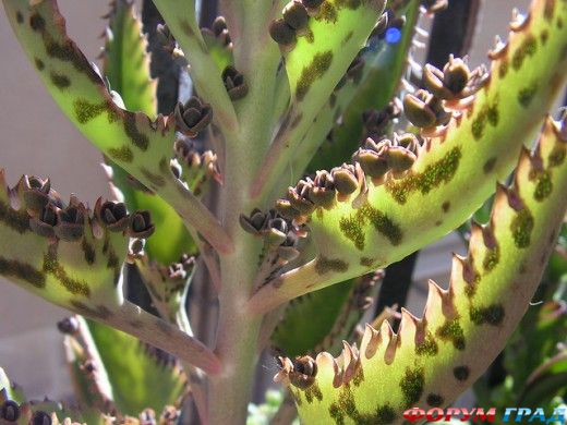 Bryophillum daigremontianum