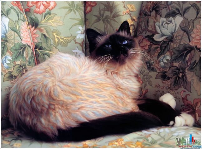 кошки-расскрасски