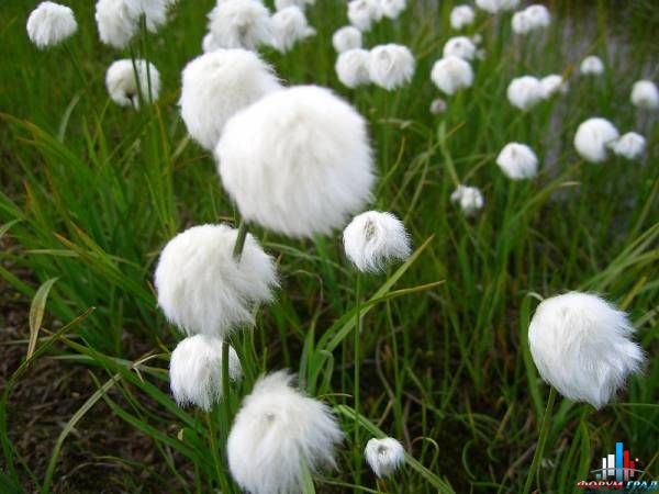 Eriophorum polystachion