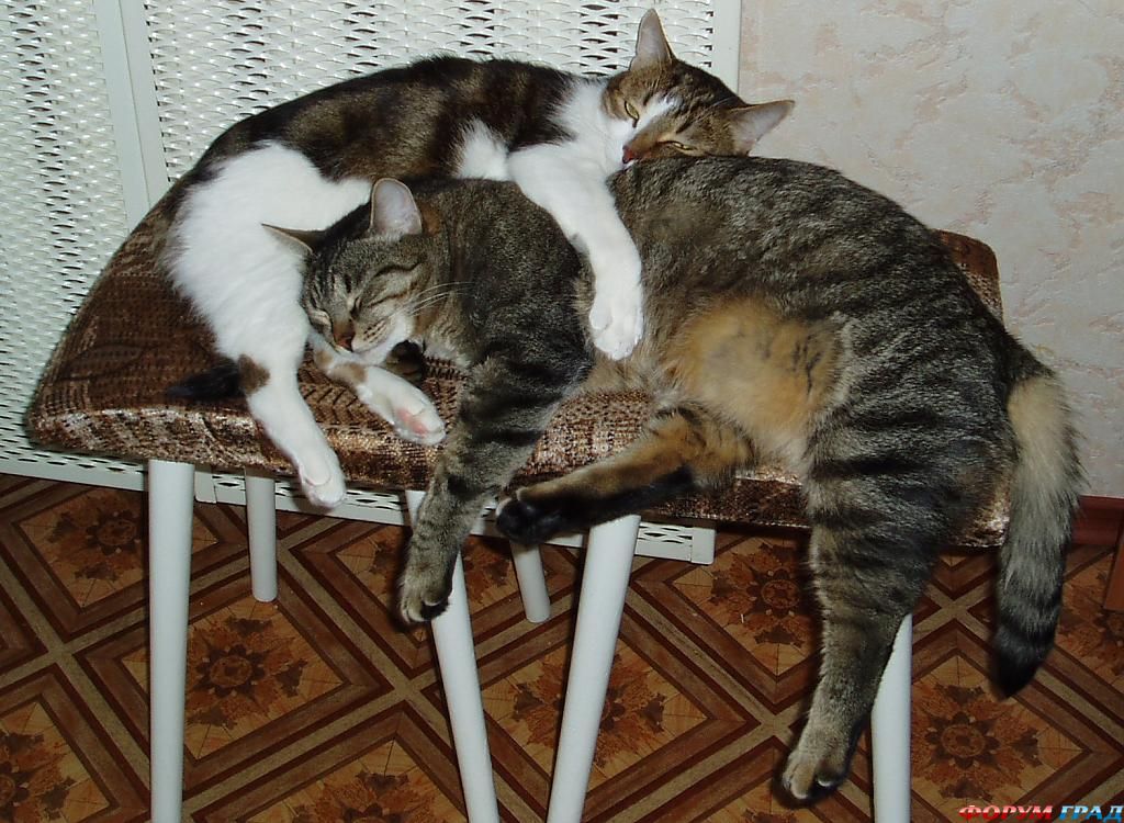 Сладкая парочка