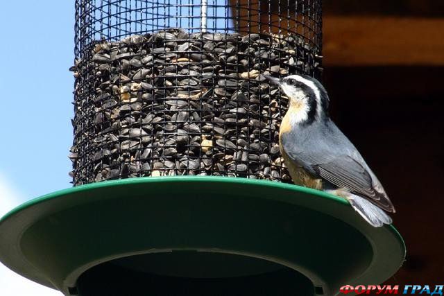 кормушка для птиц