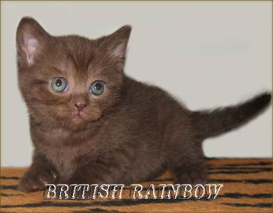 Британские котята