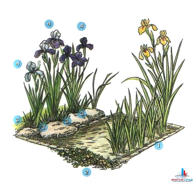 Растения для прудов